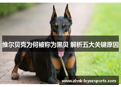 维尔贝克为何被称为黑贝 解析五大关键原因